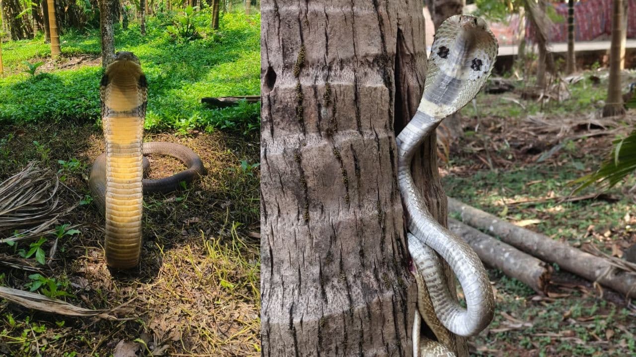 ಸೀಮೆಎಣ್ಣೆಯಲ್ಲಿ ಈ ಪೌಡರ್ ಸೇರಿಸಿ ಮನೆ ಸುತ್ತ ಸಿಂಪಡಿಸಿದ್ರೆ ಯಾವ ಹಾವುಗಳು ಬರಲ್ಲ | Snakes Do Not Come To The House Due To The Strong Smell Of Kerosene Mixed With Naftalin Tablet Mrq ಸೀಮೆಎಣ್ಣೆಯಲ್ಲಿ ಈ ಪೌಡರ್ ಸೇರಿಸಿ ಮನೆ ಸುತ್ತ ಸಿಂಪಡಿಸಿದ್ರೆ ಯಾವ ಹಾವುಗಳು ಬರಲ್ಲ | Snakes Do Not Come To The House Due To The Strong Smell Of Kerosene Mixed With Naftalin Tablet Mrq