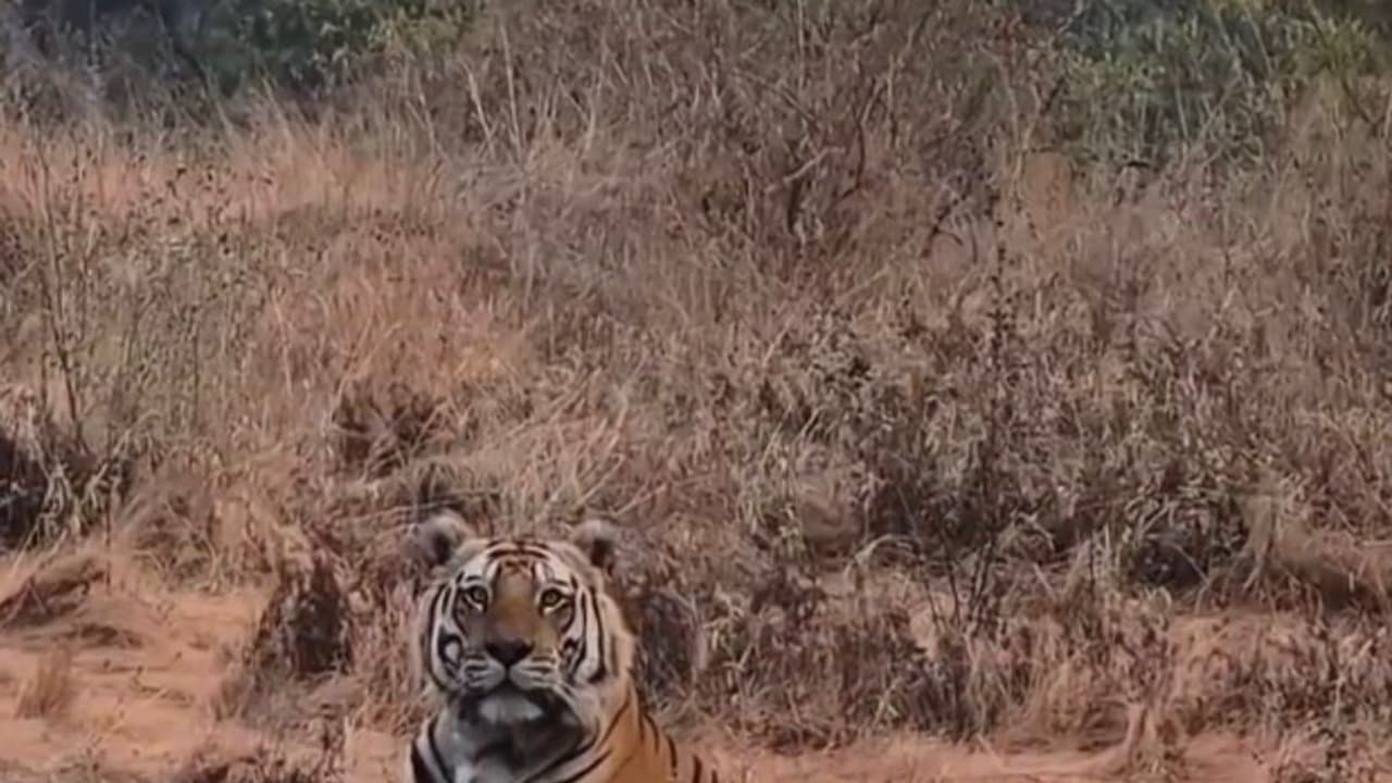 ಭದ್ರಾ ಅರಣ್ಯದಲ್ಲಿ ‘ಬೆಂಗಾಲ್ ಟೈಗರ್’ ರಾಜ ಗಾಂಭೀರ್ಯದ ನಡಿಗೆ: ಪ್ರವಾಸಿಗರ ಕ್ಯಾಮೆರಾದಲ್ಲಿ ಸೆರೆಯಾದ ಶಾರ್ದೂಲ | Bengal Tiger Walks Majestically In Bhadra Forest Shardul Caught On Tourists Camera ಭದ್ರಾ ಅರಣ್ಯದಲ್ಲಿ ‘ಬೆಂಗಾಲ್ ಟೈಗರ್’ ರಾಜ ಗಾಂಭೀರ್ಯದ ನಡಿಗೆ: ಪ್ರವಾಸಿಗರ ಕ್ಯಾಮೆರಾದಲ್ಲಿ ಸೆರೆಯಾದ ಶಾರ್ದೂಲ | Bengal Tiger Walks Majestically In Bhadra Forest Shardul Caught On Tourists Camera