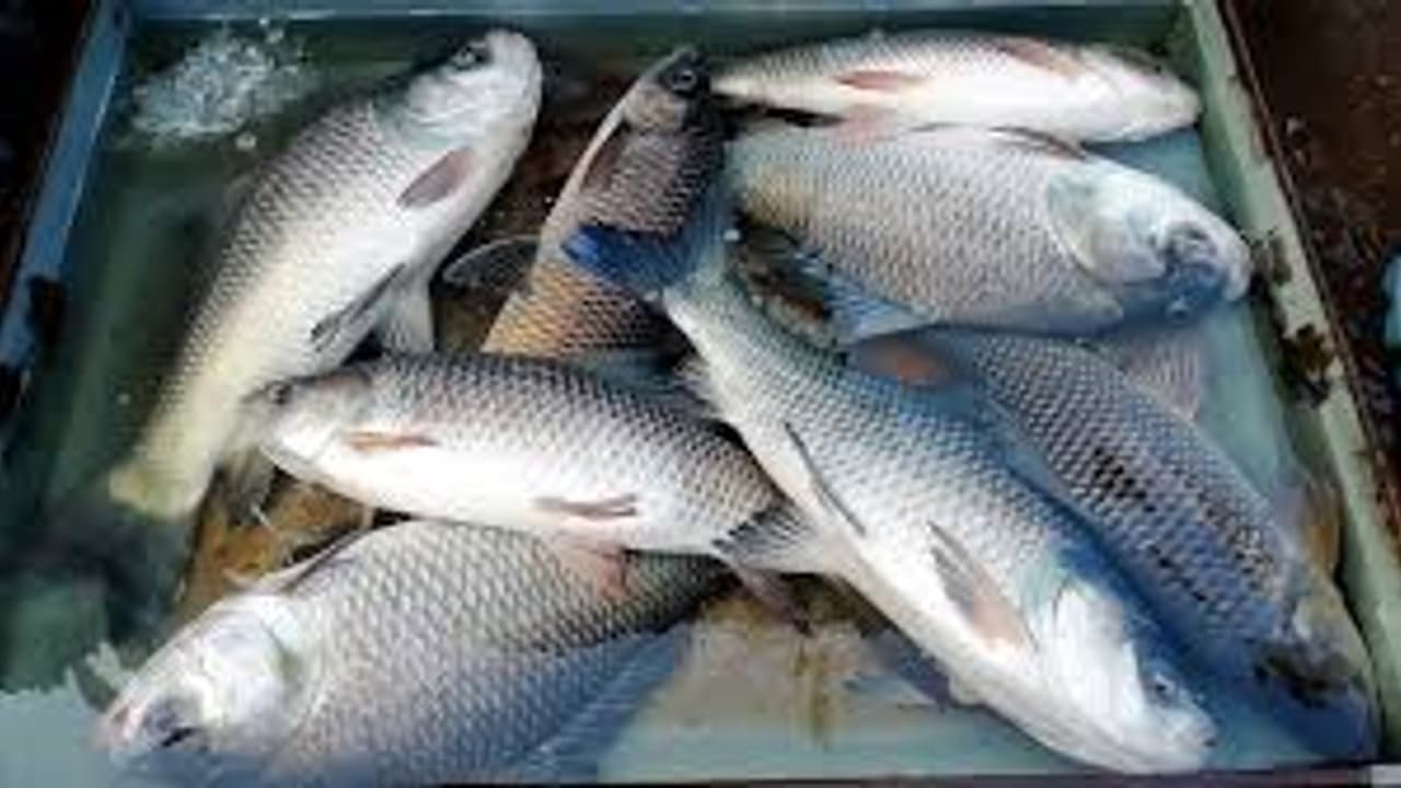 Fish Anatomy 99 fish-anatomy-99