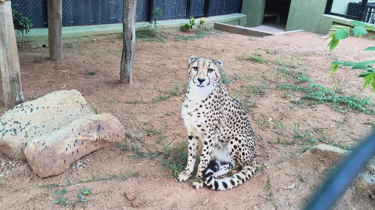 Four Cheetahs from South Africa Arrive at Bengaluru Airport, Shifted to Bannerghatta Park