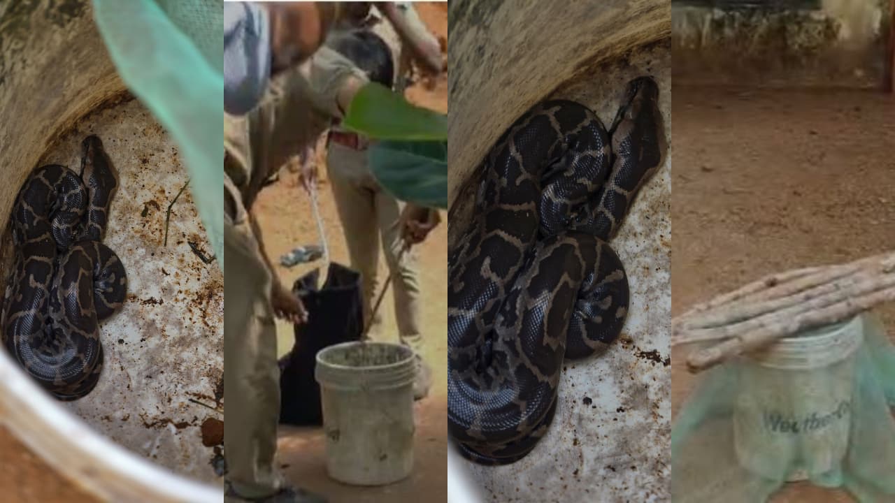 Python Found in Kerala Home for Third Consecutive Day, Family Alarmed ...