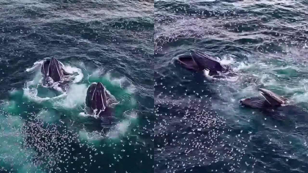 കടൽപ്പരപ്പിൽ മുങ്ങാം കുഴിയിടുന്ന തിമിംഗലങ്ങൾ, പശ്ചാത്തലത്തിൽ കടൽപ്പക്ഷികൾ; മനോഹര ദൃശ്യം പങ്കുവെച്ച് ഒമാൻ പരിസ്ഥിതി അതോറിറ്റി - Asianet News Malayalam