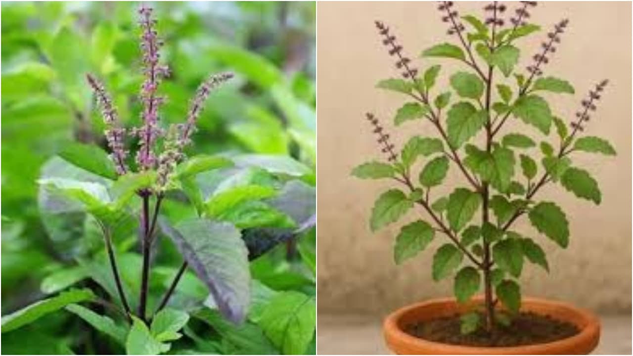 Tulsi Plant Care: துளசி செடி மஞ்சள் நிறமாக மாறுகிறதா? அதை பச்சை பசேலென மாற்றும் ரகசியம் இதோ!