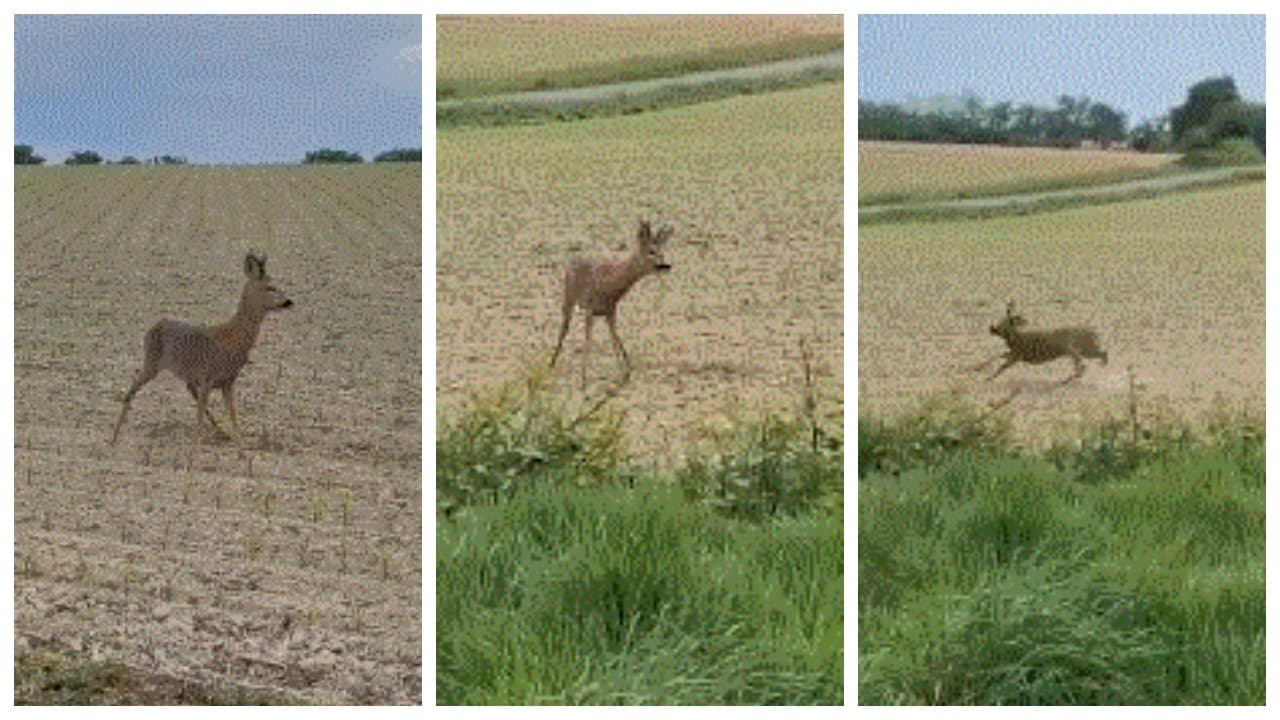 ‘Drunk’ Deer Stuns Internet: French Police Issue Warning To Drivers (WATCH)