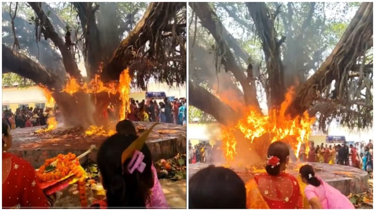 Bihar: Banyan Tree Catches Fire During Vat Savitri Puja; Video Shows ...
