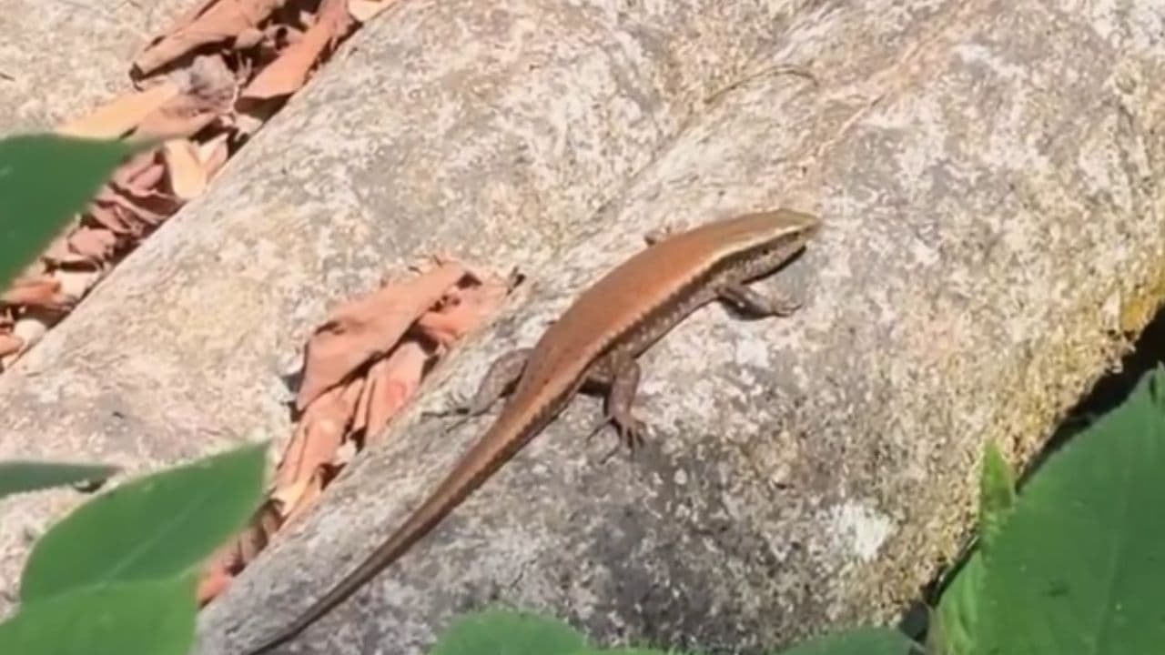 Pambu Rani Indian Skink: Does It Bite? Is It Poisonous? All Your Questions ...