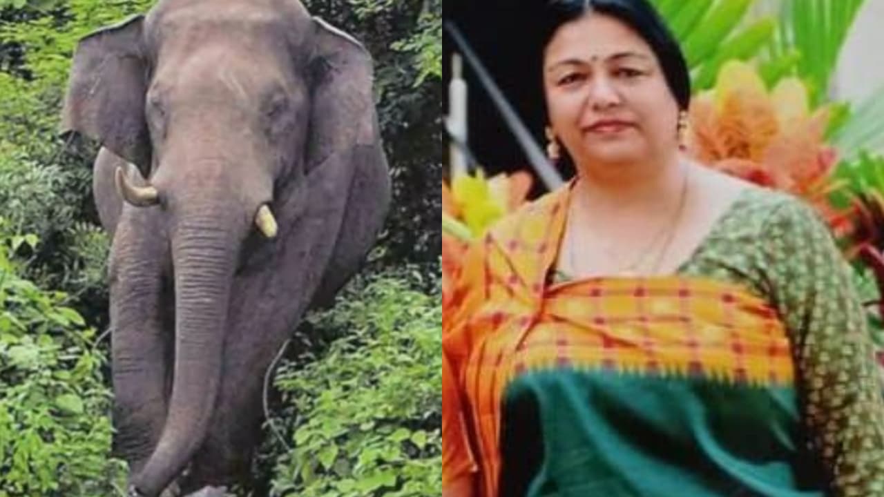 जंगली हाथी का हमला, सीनियर IPS अफसर की पत्नी की दर्दनाक मौत