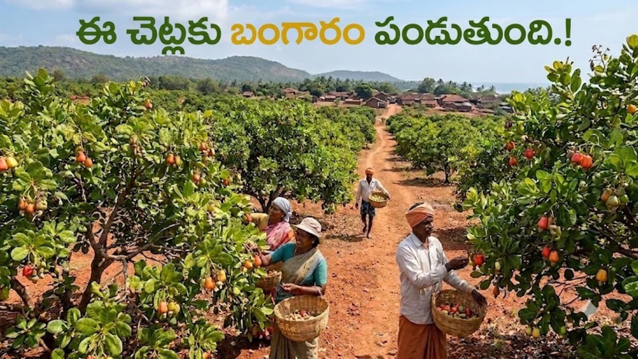 జీడిప ప్పు ఎలా పండుతుందో తెలుసా.? సాగు మొద లు పెడితే ల క్షాధికారులు కావ డం ఖాయం