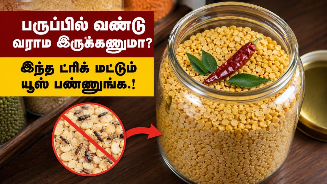 Lentil Insect Kitchen Tips: பருப்பில் வண்டு வராம இருக்கணுமா? இந்த ட்ரிக் மட்டும் யூஸ் ...