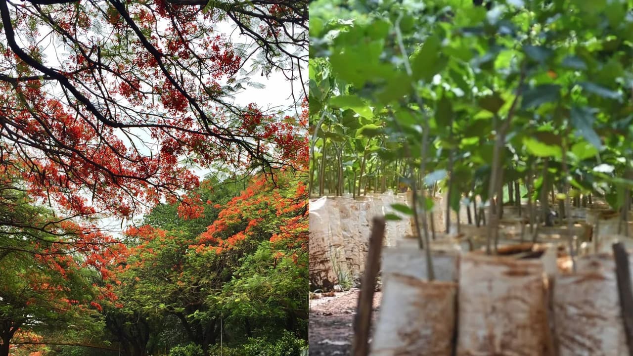 Bengaluru: Preparations Underway to Plant 1 Lakh Trees; Corporations Directed to Plant 30,000 Saplings Each