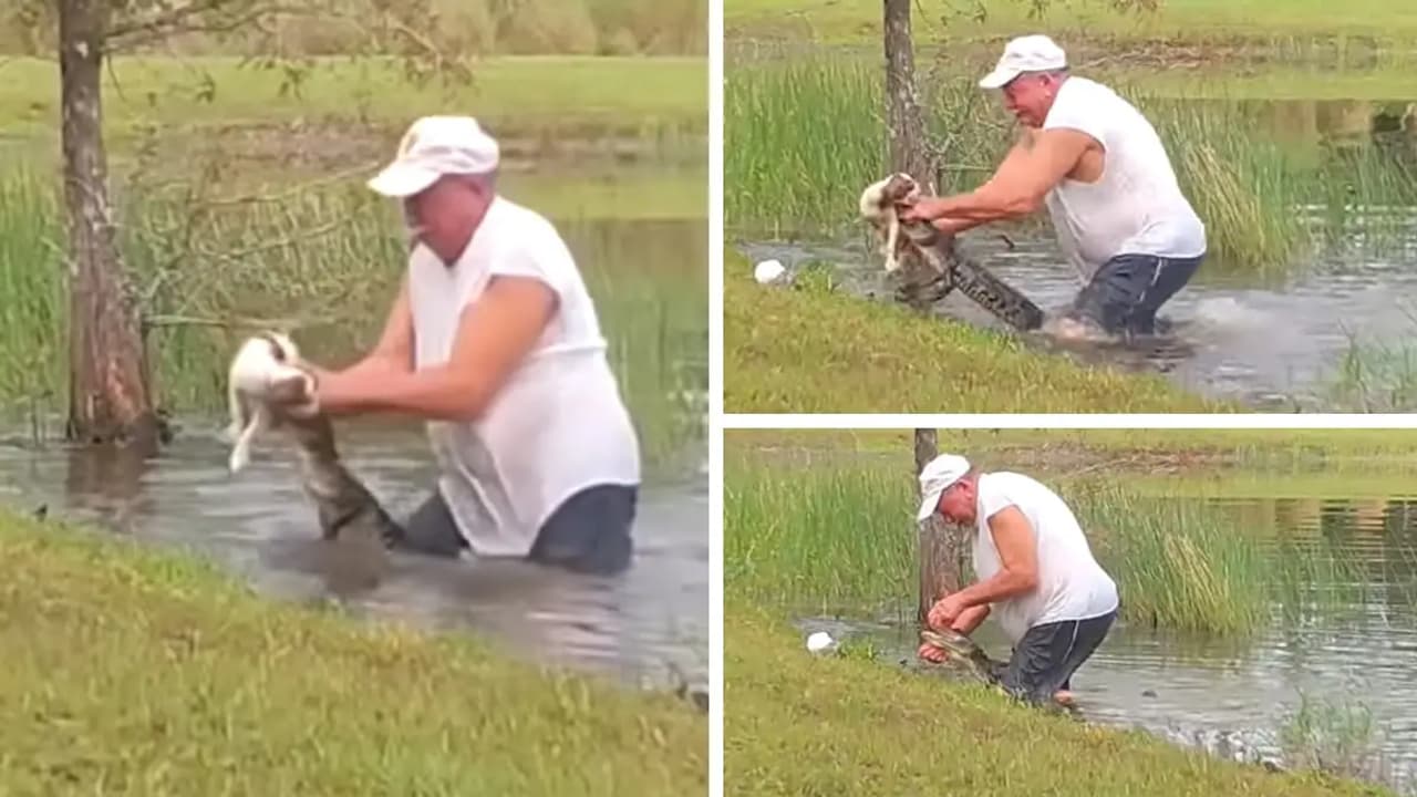 Florida Man Wrestles Alligator To Save Puppy While Cigar Stays Clenched In Jaw During Shocking Attack (WATCH)