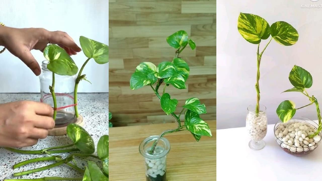 ಮನಿಯಲ್ಲಿ ಒಂದಕ್ಕಿಂತ ಹೆಚ್ಚು ಮನಿ ಪ್ಲಾಂಟ್ ಇಡಬಹುದೇ?