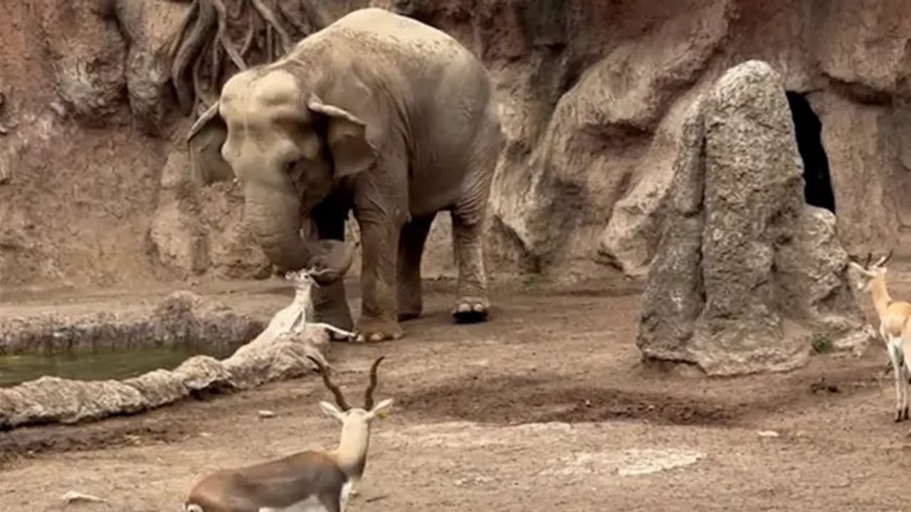 Elephant’s Quick Thinking Saves Deer From Drowning, Viral Rescue Video Leaves Zoo Visitors Amazed (WATCH)