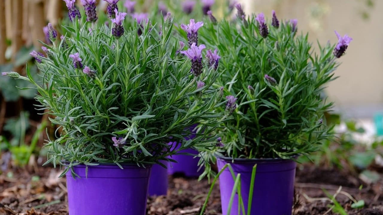 Gardening Benefits! Lavender to Tulsi: Plants That Naturally Repel Mosquitoes