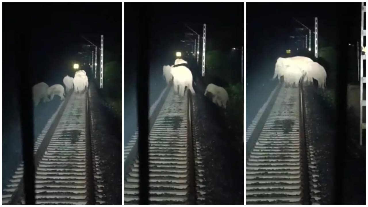 Alert Loco Pilots Stop Rajdhani Express, Save Herd Of Elephants Crossing Tracks In Assam (WATCH)