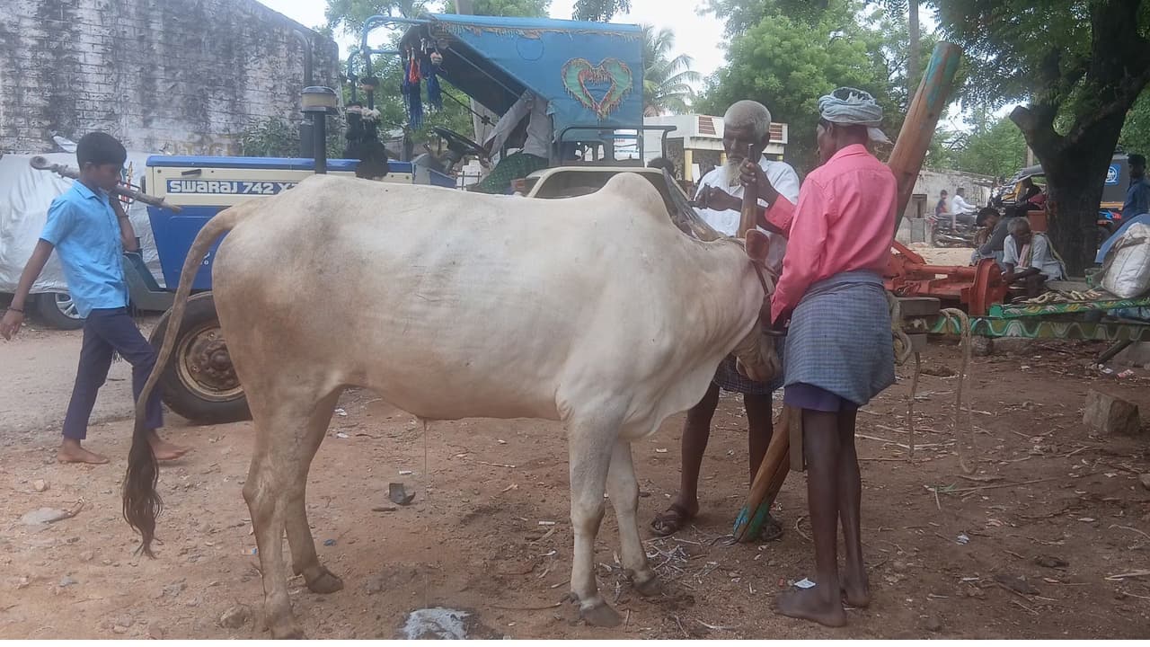Stray Bull Attacks Elderly Morning Walker In MP, Lifts Him With Its Horns In Shocking CCTV Footage