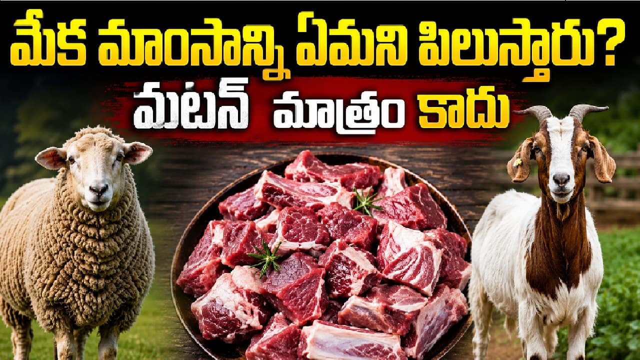 గొర్రె మాంసాన్ని మటన్ అని పిలిస్తే.. మరి మేక మాంసాన్ని ఏమంటారు? అసలు మటన్ అంటే ఏమిటి