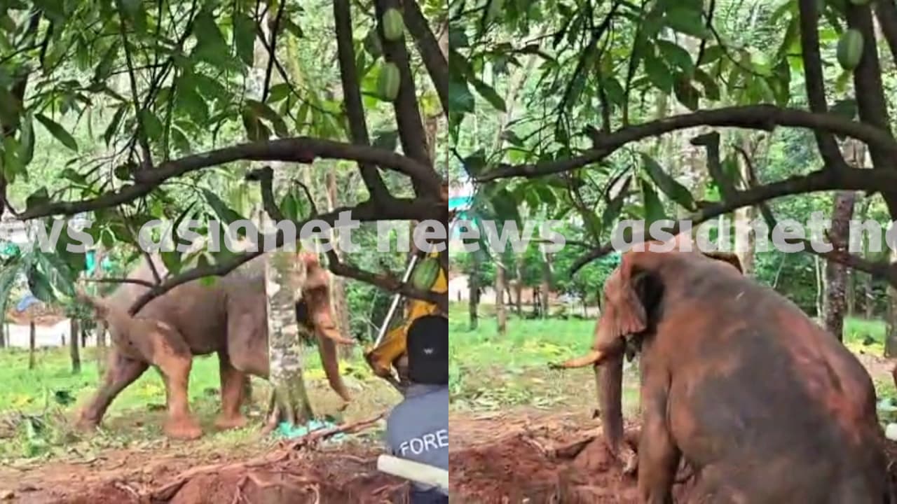 w-1280,h-720,format-jpg,imgid-01kwy2tt5tqspvyb4q75896eax,imgname-kuttampuzha-elephant-1783421036730.jpg