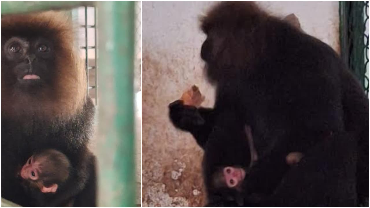w-1280,h-720,format-jpg,imgid-01kxpanv50jr6bs6kznrmb11k3,imgname-thiruvananthapuram-zoo-nilgiri-langur-1784234568864.jpg
