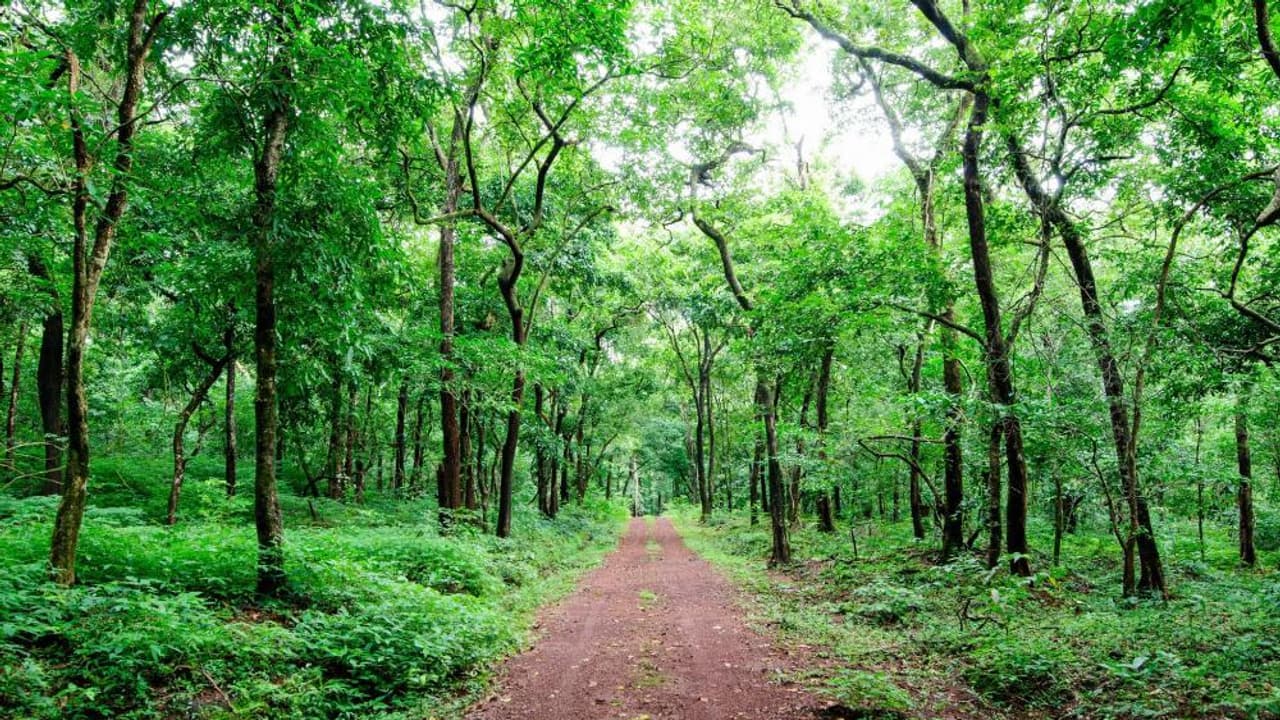 Europe's New Forest Rules Could Fight Deforestation While Pushing Timber Into Looser Markets
