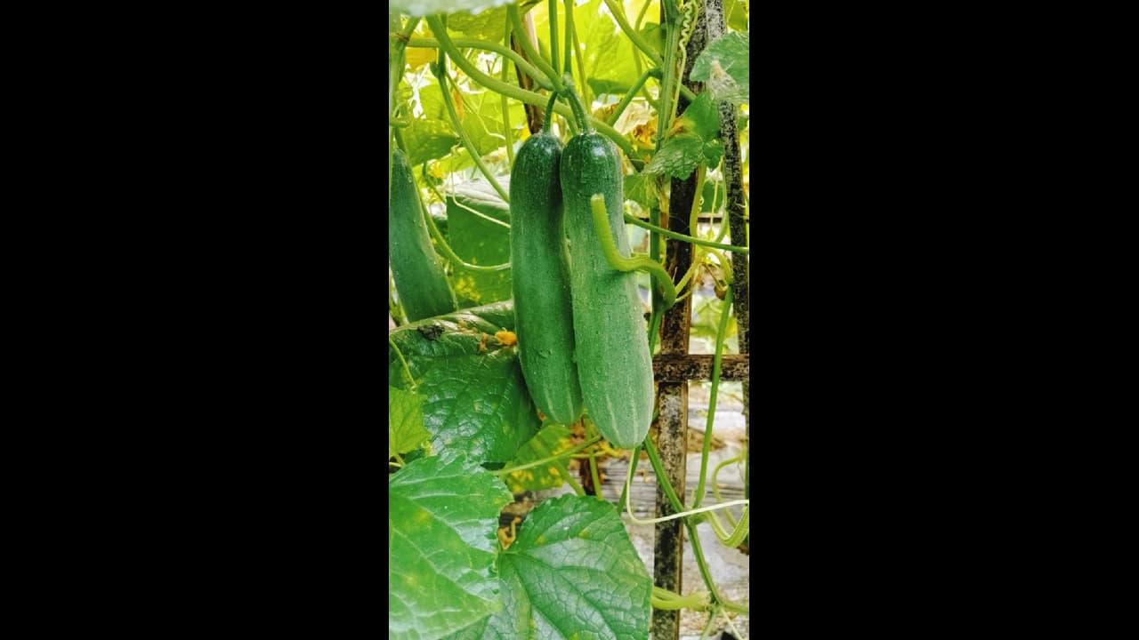 Cucumber Tips: வெள்ளரி செடியில் நிறைய காய் காய்க்கணுமா? இந்த டிப்ஸ் ஃபாலோ பண்ணுங்க!