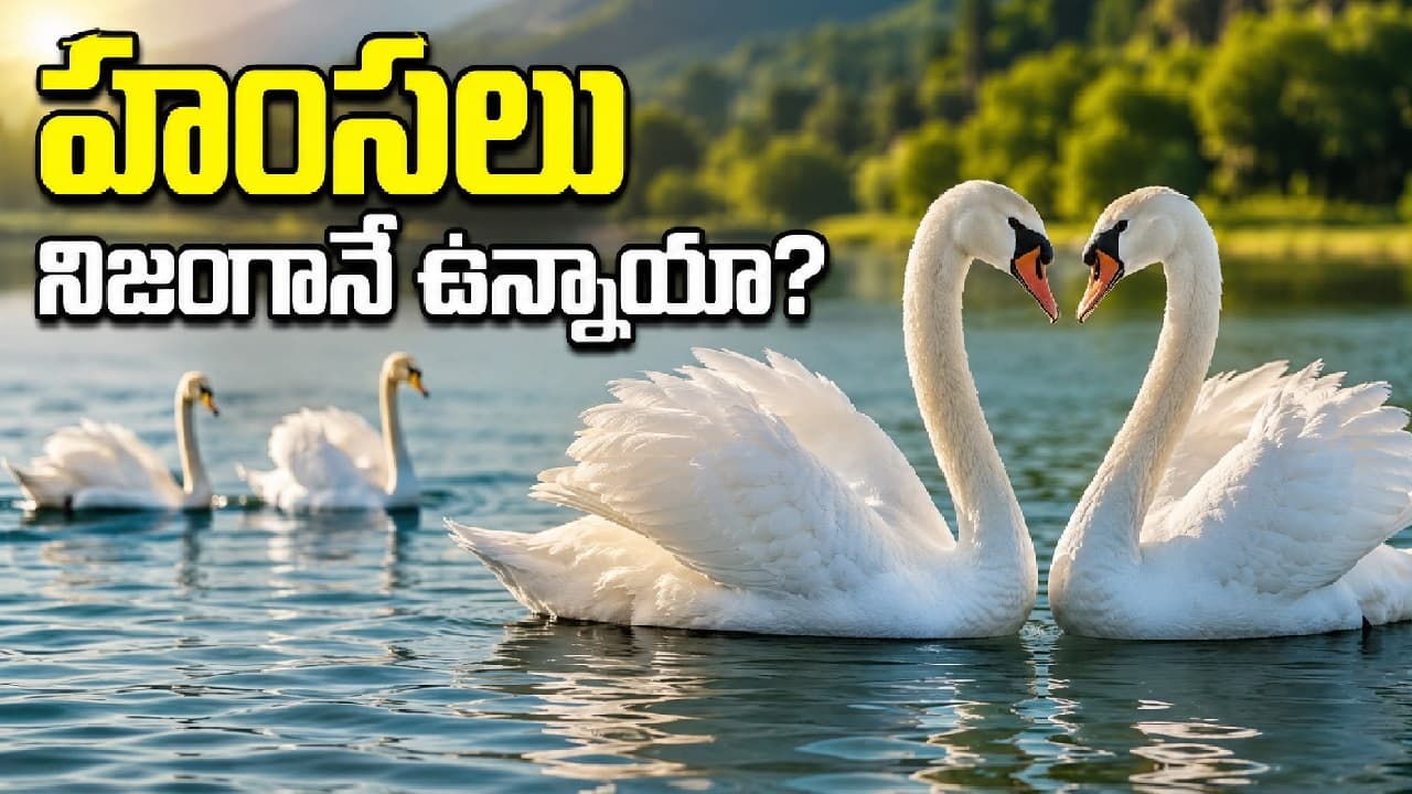 హంసలను చూడాలనుకుందా? వాటిని గుంపులుగా ఒకేచోట చూడాలంటే ఇక్కడికి వెళ్లండి
