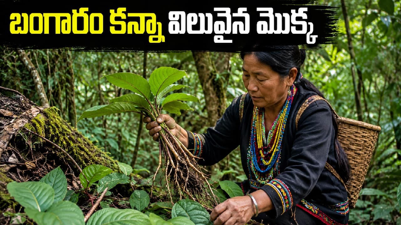 బంగారం కన్నా ఖరీదైన మొక్క.. దీని ఆకులతోనే కోట్లవ్యాపారం, మనదేశంలోనే దొరుకుతుంది బంగారం కన్నా ఖరీదైన మొక్క.. దీని ఆకులతోనే కోట్లవ్యాపారం, మనదేశంలోనే దొరుకుతుంది