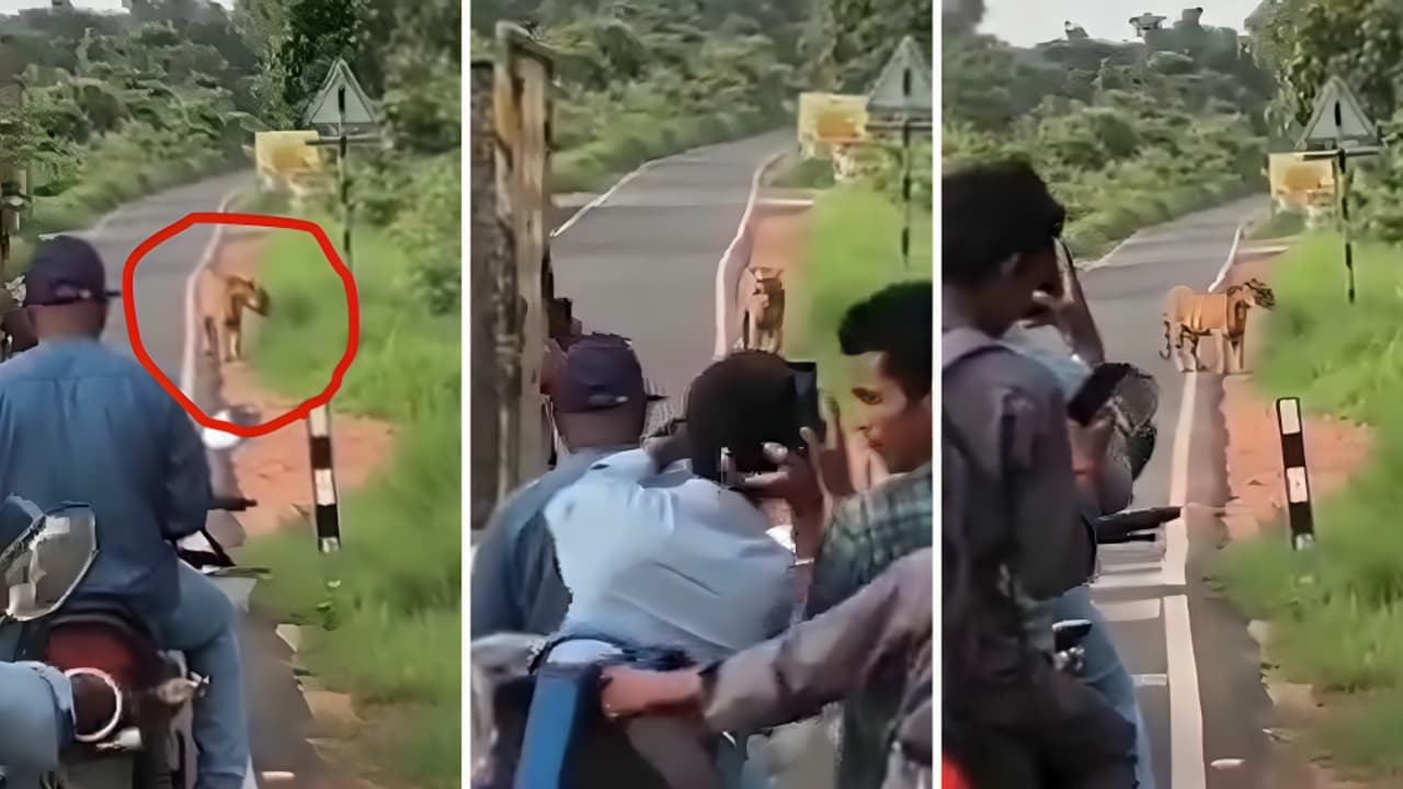 ताडोबात वाघासोबत सेल्फीसाठी गर्दी, व्हिडिओ व्हायरल