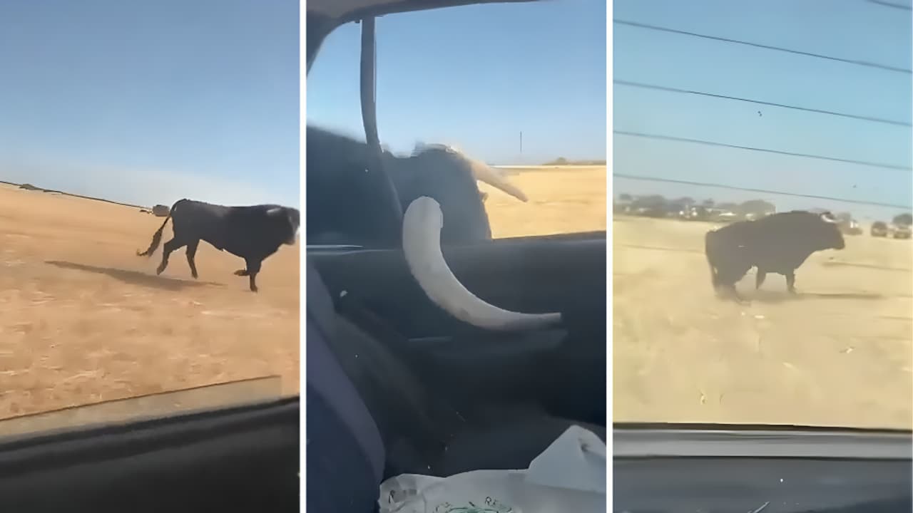 'Good Luck Explaining to Insurance': Massive Bull Attacks Car in Spain, Gets Horn Trapped in Window (WATCH)
