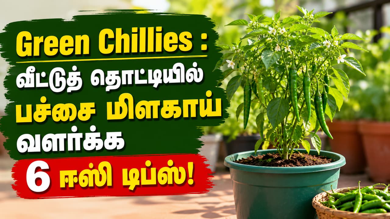 Green Chillies : வீட்டுத் தொட்டியில் பச்சை மிளகாய் வளர்க்க 6 ஈஸி டிப்ஸ்!