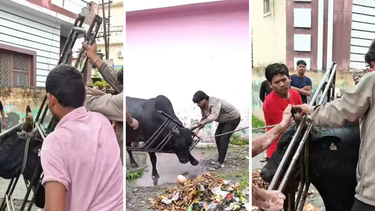'Insaniyat Zindabad': Uttarakhand Men Rescue Bull Trapped In Iron Frame, Video Wins Hearts Online