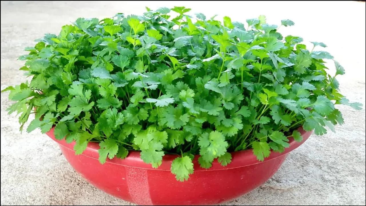 How to Grow Coriander at Home Easily for Beginners: Lush, Green, Easy
