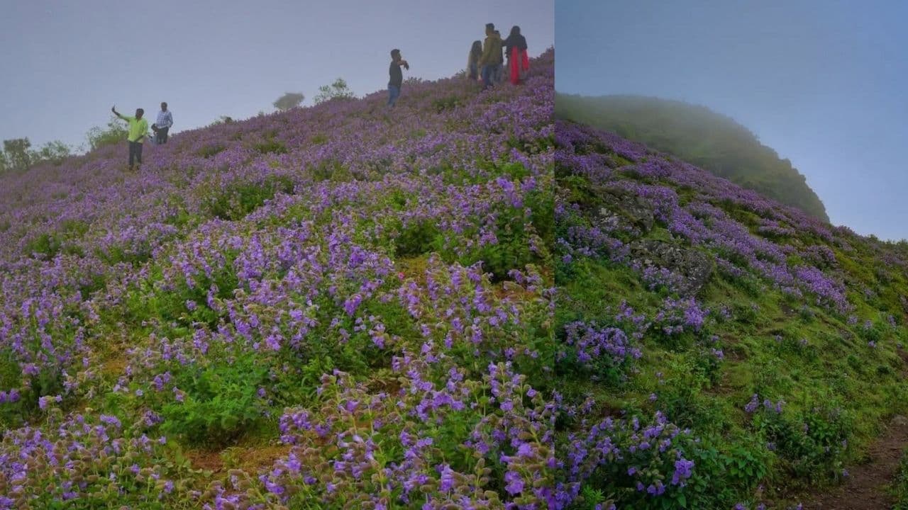 Karnataka: Kudremukh Turns Blue As Rare Neelakurinji Flowers Draw Nature Tourists