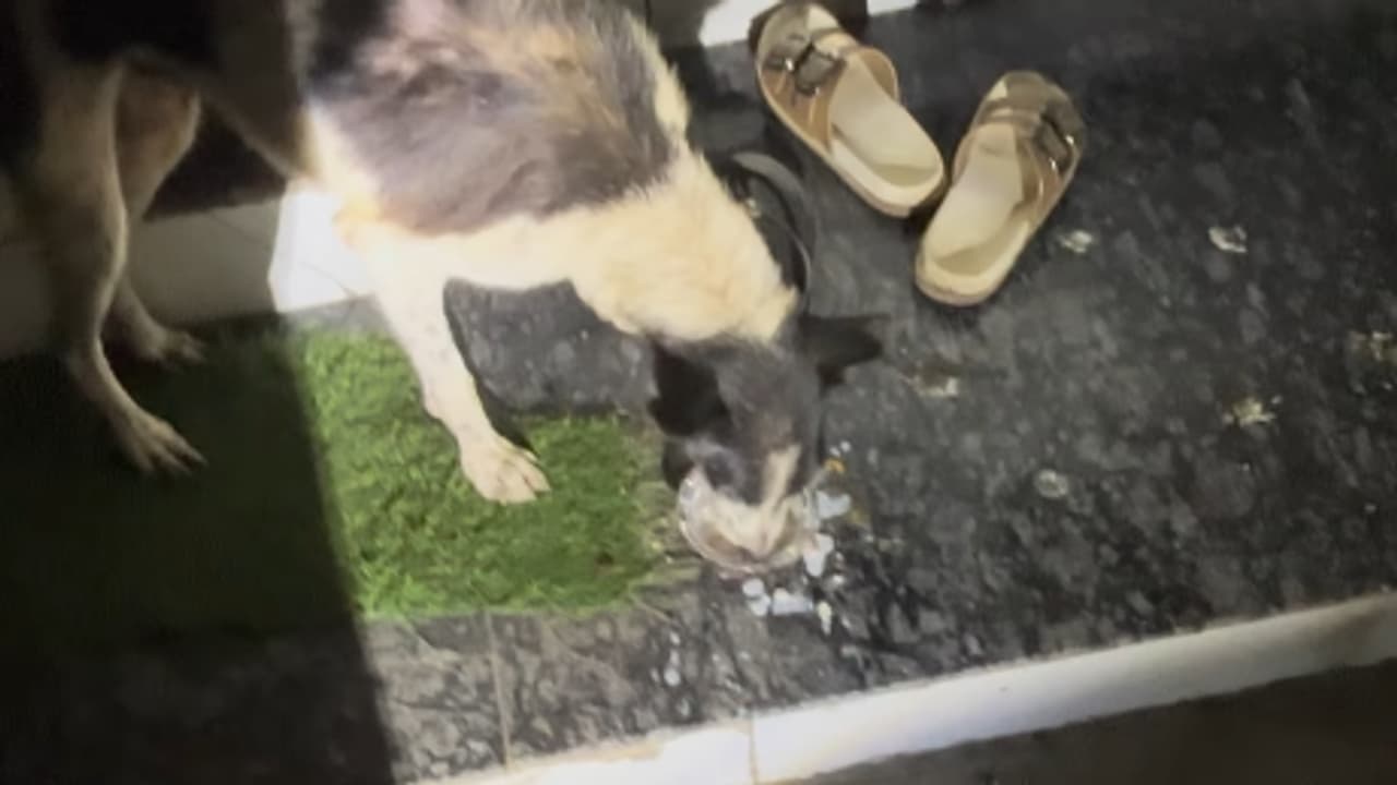 Viral Video: Delivery Rider Comes to Injured Stray’s Rescue After Woman’s Call! (WATCH)