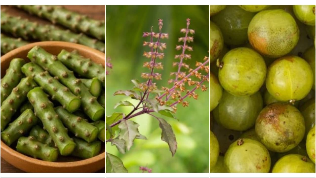 Immunity Booster: 'ಸೂಪರ್ ಮ್ಯಾನ್-ಸೂಪರ್ ವಿಮೆನ್' ಆಗುವ ಆಯುರ್ವೇದ ಗಿಡಮೂಲಿಕೆಗಳು ಇವು!