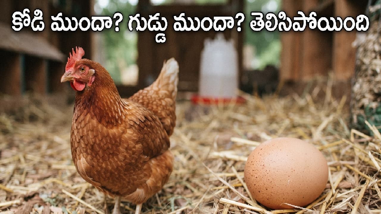 కోడి ముందా? గుడ్డు ముందా? శాస్త్రవేత్తలు జవాబు కనుగొన్నారు