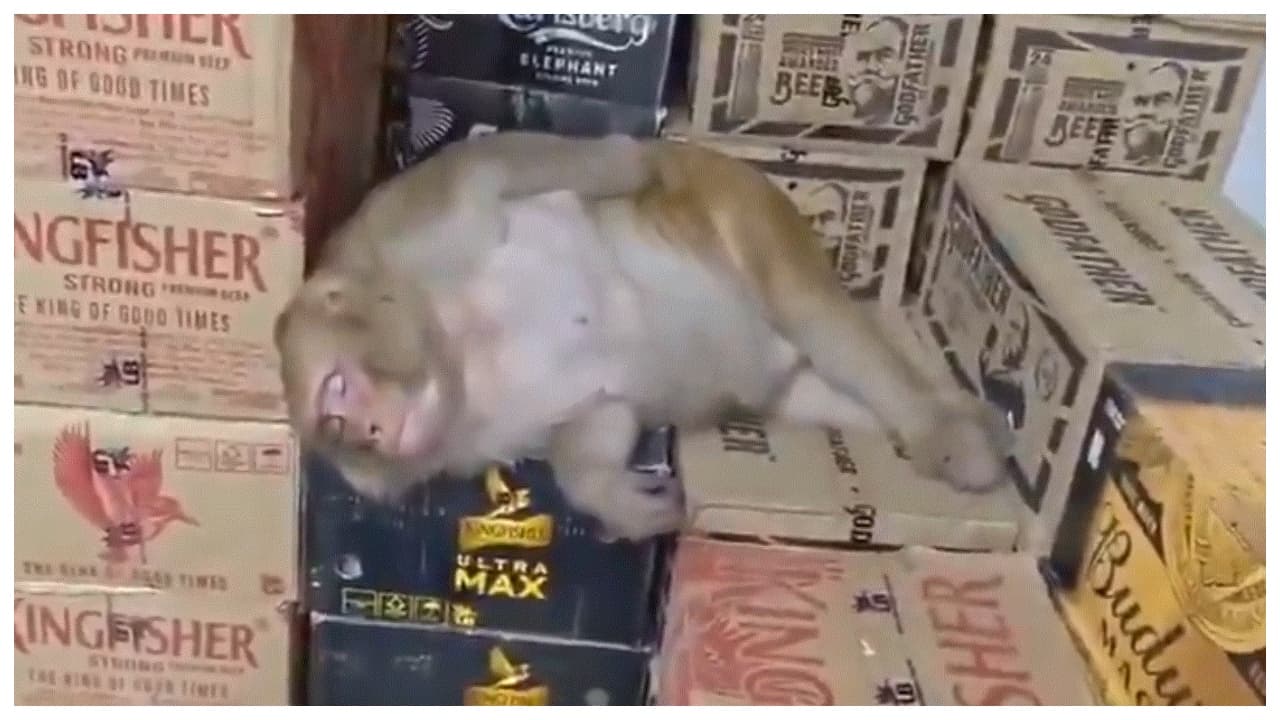 w-1280,h-720,format-jpg,imgid-01m3esqth80jq1b1bg0tpeege6,imgname-monkey-drinks-alcohol-and-falls-asleep-1790424377896.jpg