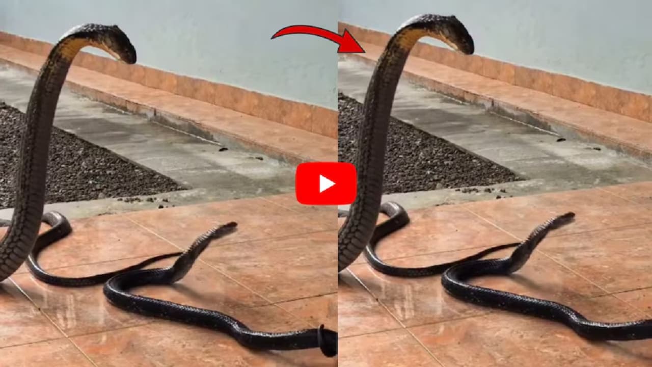 ಎದುರುಬದುರಾದ ಎರಡು ನಾಗರಹಾವುಗಳು: ಮುಂದಿನ ಕ್ಷಣ ನಡೆದಿದ್ದು ಮಾತ್ರ ಭಯಾನಕ, ವಿಡಿಯೋ ವೈರಲ್
