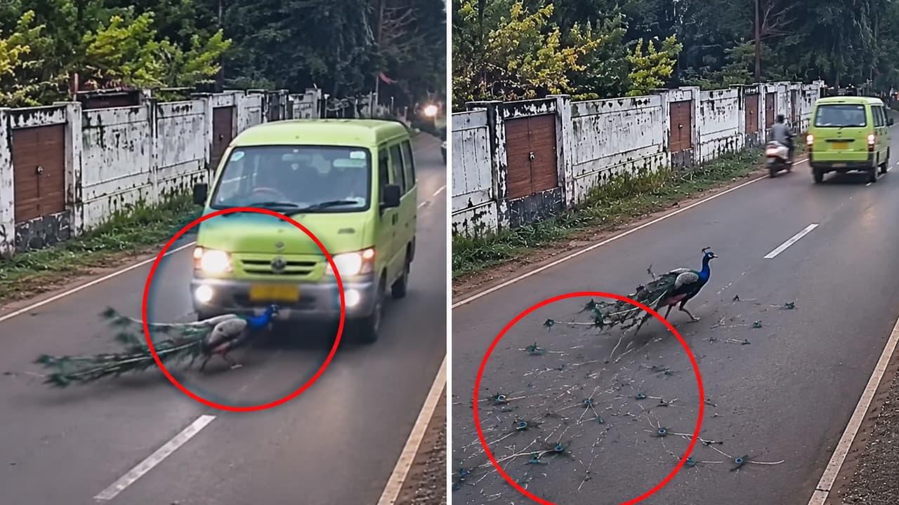 Peacock Hit by Van on Busy Road, Feathers Torn as It Runs in Pain ...