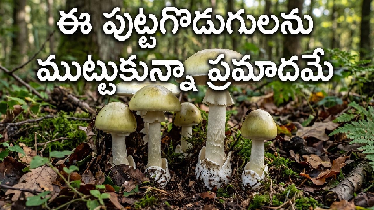 డెత్ క్యాప్ పుట్టగొడుగు: సగం ముక్క తిన్నా ప్రాణాంతకం