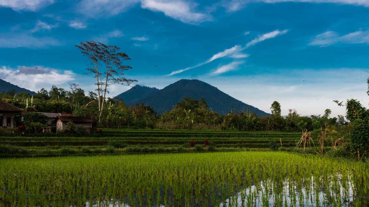 Could African Rice Help Crops Survive Climate Change? Scientists Find A ...