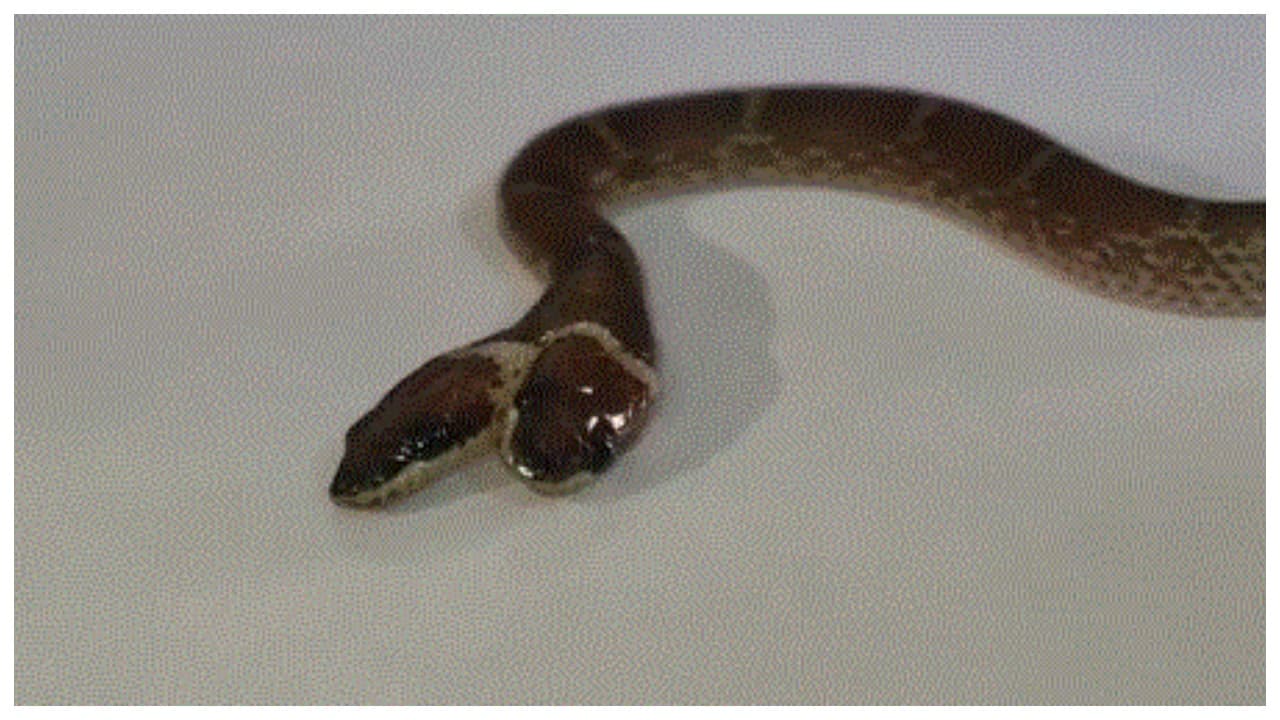 w-1280,h-720,format-jpg,imgid-01m4bg39yhm4jztr8xvz9bt6w2,imgname-two-headed-wolf-snake-1791387346897.jpg