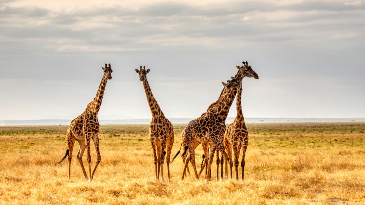 Global Wildlife Decline Continues Despite Conservation Successes Across Several Species and Critical Habitats
