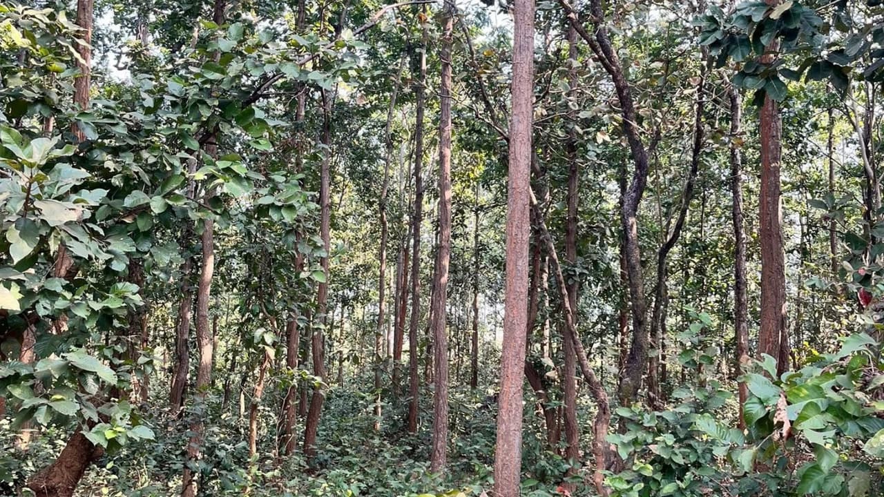 আসানবনি: কলকাতার কাছে অফবিট পাহাড়-জঙ্গল-লেকের ঠিকানা