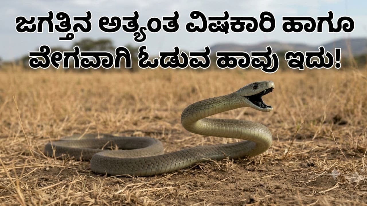 ಮನುಷ್ಯರಿಗಿಂತ ವೇಗವಾಗಿ ಓಡೋ ಹಾವು ಇದು.. ಇದರ ವಿಷ ಎಷ್ಟು ಡೇಂಜರ್ ಅಂದ್ರೆ ಕಚ್ಚಿದರೆ ಯಮಲೋಕ ಫಿಕ್ಸ್!