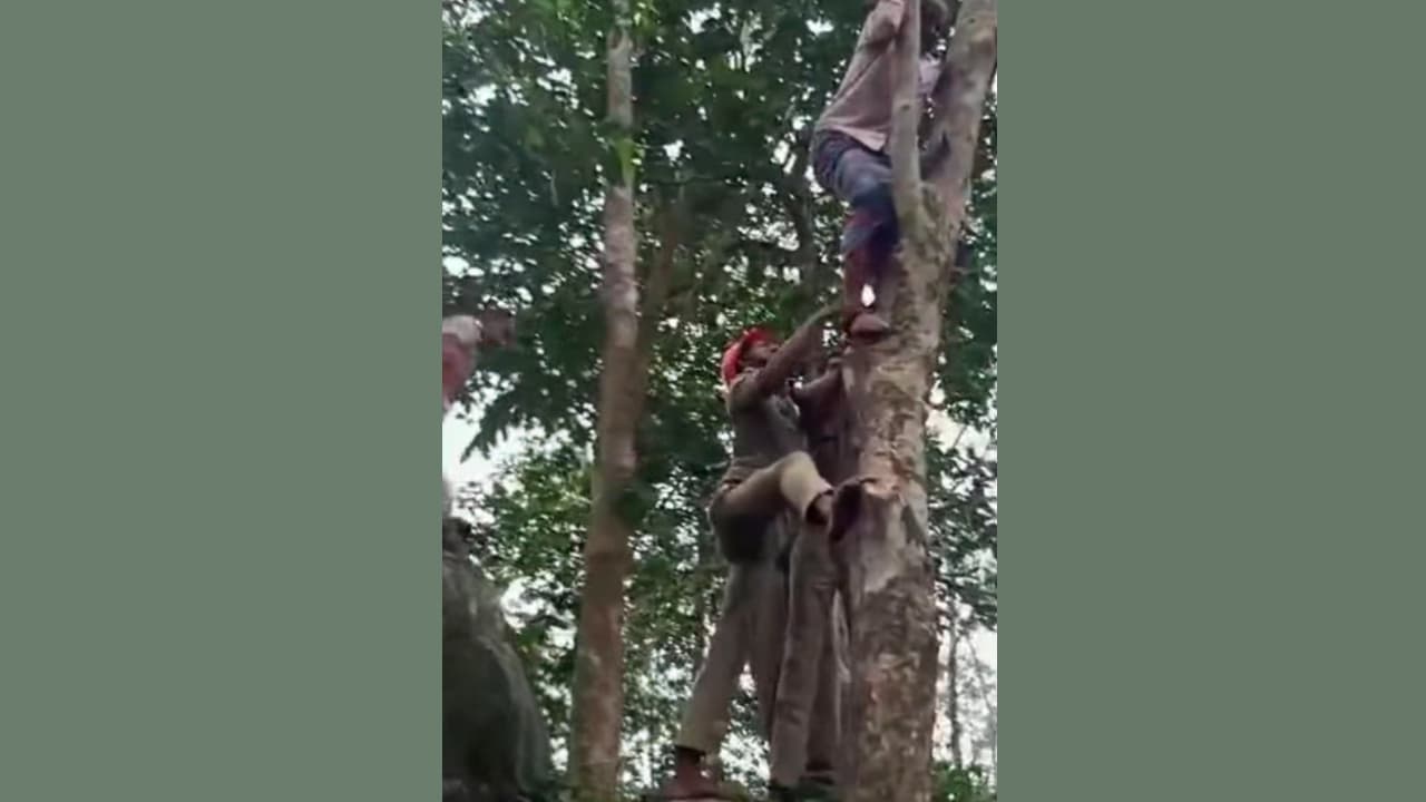 കാട്ടുപന്നിയെ കണ്ട് പേടിച്ച് അധ്യാപകൻ കയറിയത് ഭീമൻ റബ്ബർ മരത്തിൽ, ഇറങ്ങാൻ കഴിയാതായതോടെ രക്ഷാപ്രവർത്തനം