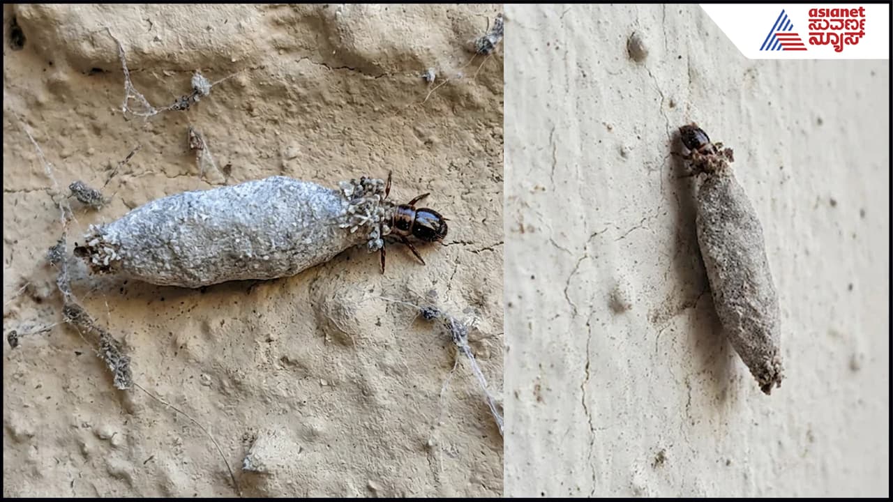 ಗೋಡೆಯ ಮೇಲೆ ಅವಲಕ್ಕಿ ಹುಳು ಕಾಟನಾ? ಹಾಗಿದ್ದರೆ ಕೂಡಲೇ ಹೀಗೆ ಮಾಡಿ ಅದರಿಂದ ಮುಕ್ತಿ ಪಡೆಯಿರಿ