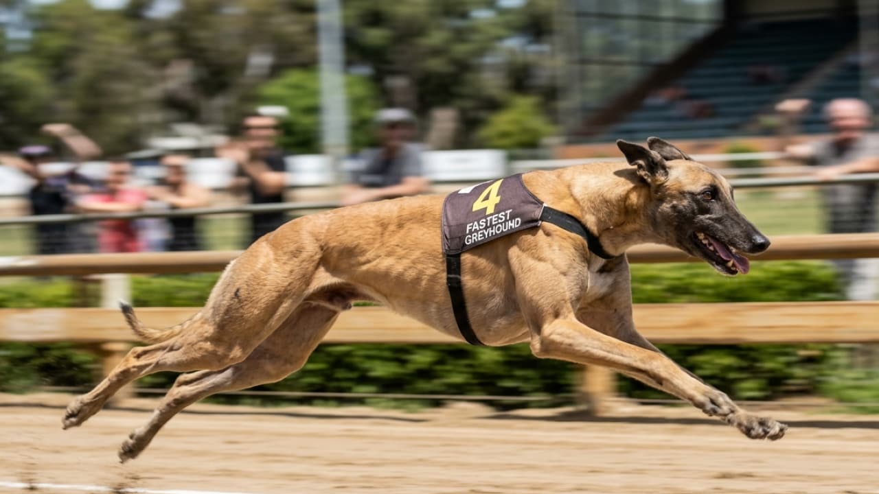 Fastest Dog in the World : సెకనుకు 20 మీటర్ల వేగంతో పరుగెత్తే సూపర్ ...