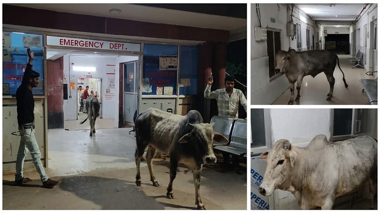 Viral Video Shows Stray Bulls Inside Mahoba Hospital Emergency Ward ...