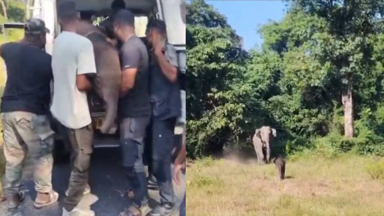 ഏഴ് മണിക്കൂർ നീണ്ട ആശങ്ക; വേർപിരിയലിനൊടുവിൽ കുട്ടിയാനയെ അമ്മയാനയ്‍ക്കൊപ്പമാക്കി വനംവകുപ്പ്‌